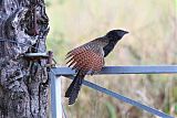 Pheasant Coucal